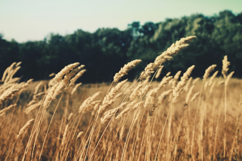 shakespeare and overgrown grass