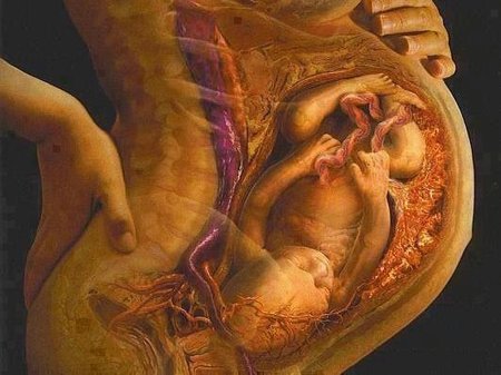 pregnant anatomy