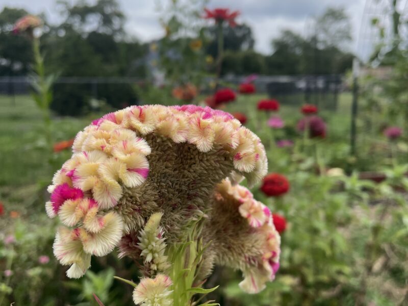 Being an archivist has taught me how to garden